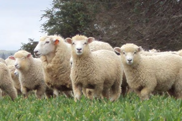 Sheep