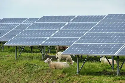 Solar panels with sheep in Belgium.
