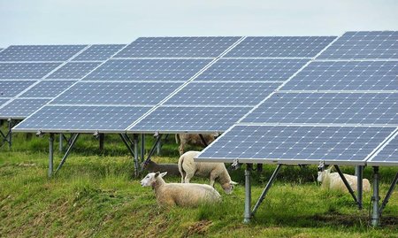 Solar panels with sheep in Belgium.