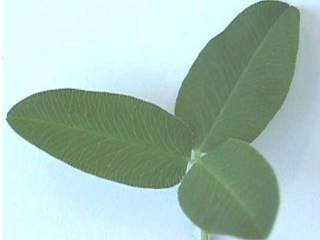 Photo of Strawberry Clover leaves