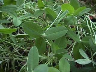 Photo of Strawberry Clover plant