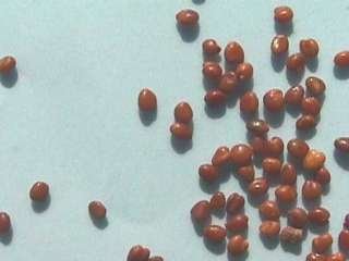 Photo of Strawberry Clover seeds