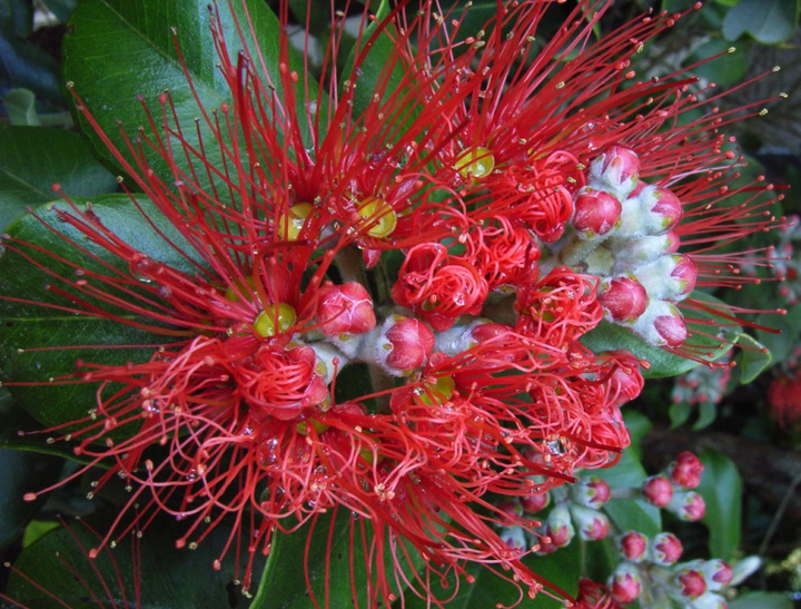 Pōhutukawa flower