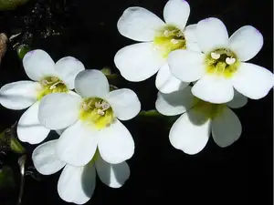 Alpine flower