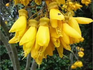 Kowhai flower