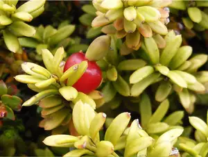 Podocarps plant