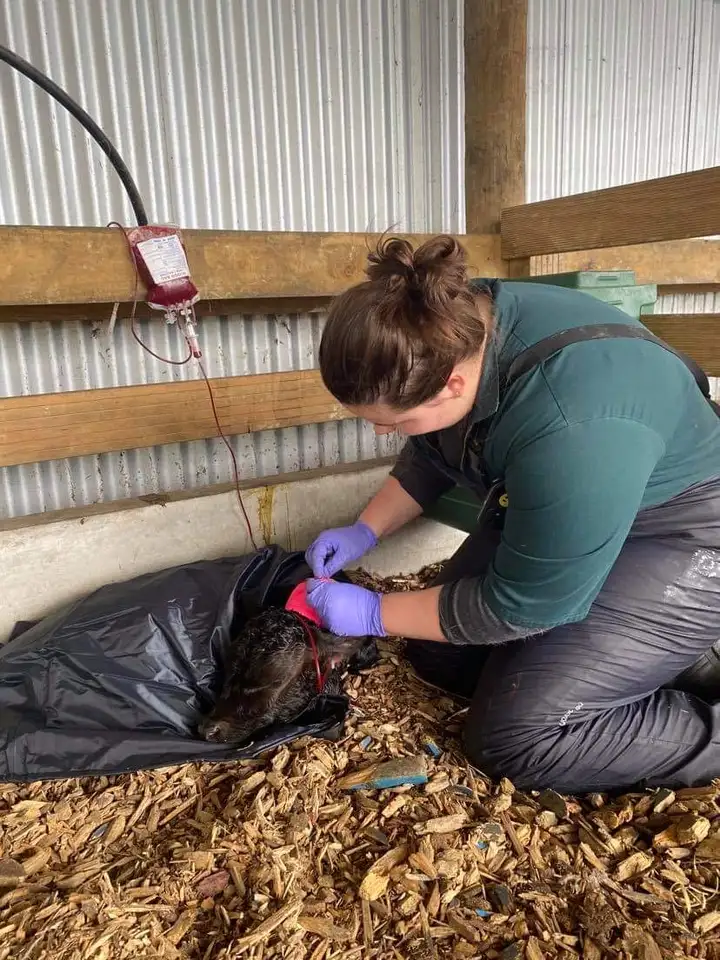 Tenneal gives a calf a transfusion at the Farm Services Clinic