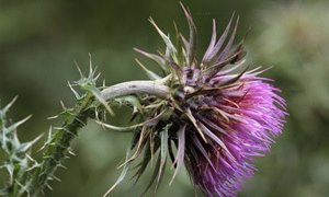 Photo of a thistle flower