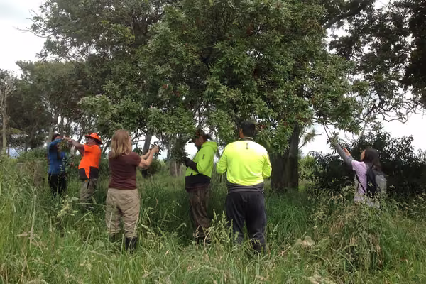 People collecting titoki seeds from trees.