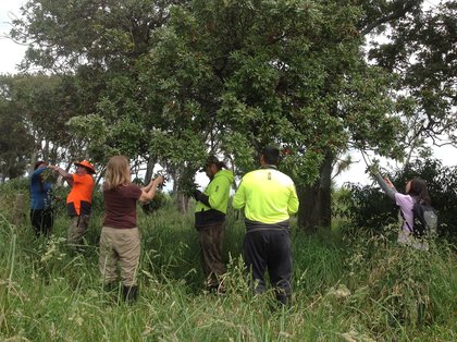 People collecting titoki seeds from trees.