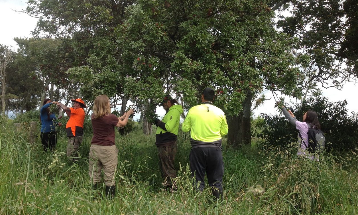 People collecting titoki seeds from trees.