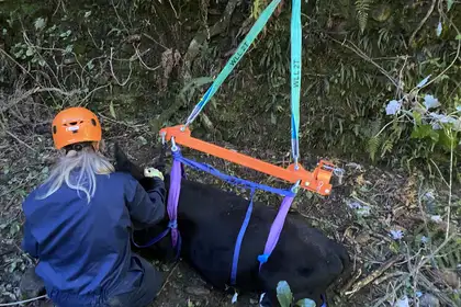 Veterinary rescue team member calms fallen heifer