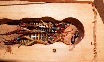 New research enables non-lethal monitoring of wētā - Vimarsana News