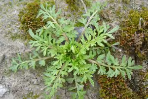 Twin cress (botanical name: Lepidium didymum)