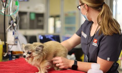 A chihuahua being treated at Massey Vet Teaching Hospital