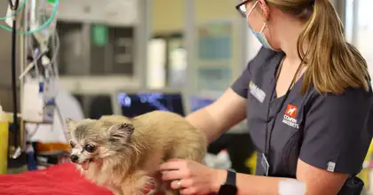 A chihuahua being treated at Massey Vet Teaching Hospital