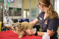 A chihuahua being treated at Massey Vet Teaching Hospital