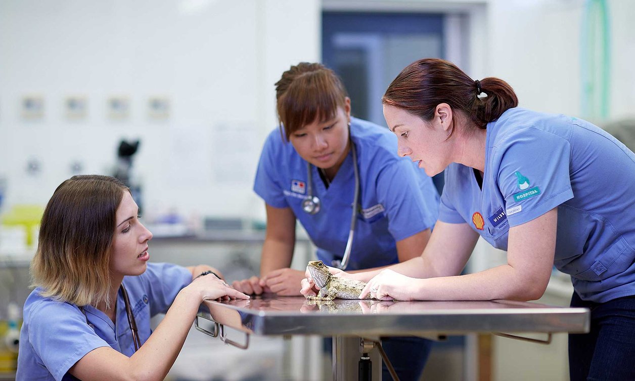 Three veterinary students examining a tuatara