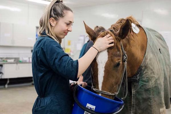 Person in overalls feeding a horse