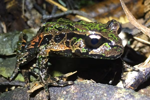 Archey's frog