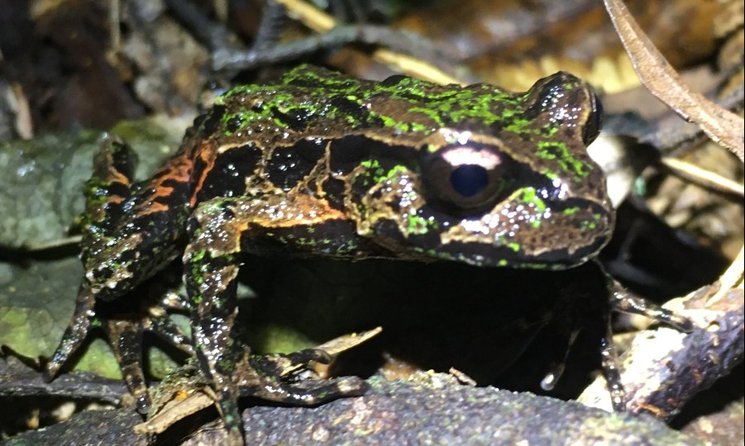Archey's frog