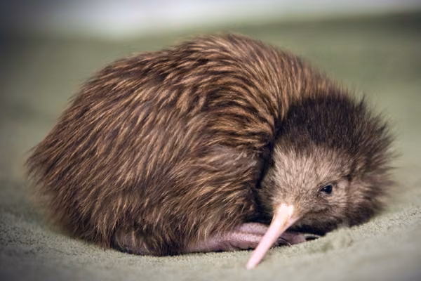 Rescued kiwi chick