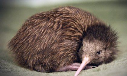 Rescued kiwi chick