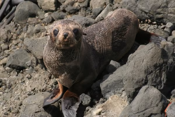 Female fur seal