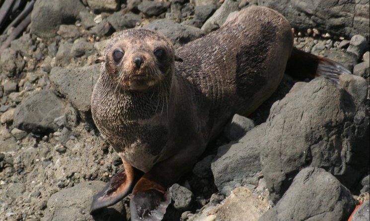 Female fur seal