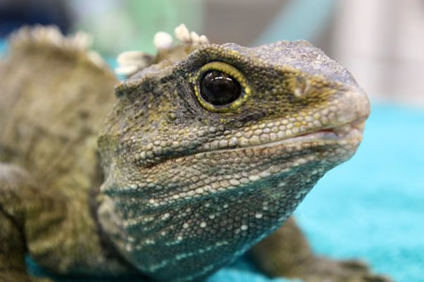 Tuatara in residence at Wildbase Recovery