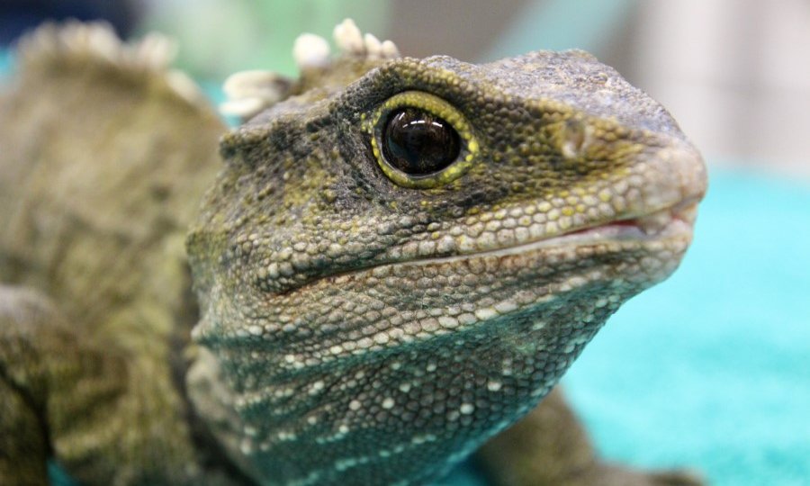 Tuatara in residence at Wildbase Recovery