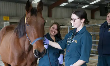 Two veterinary students stand with a horse smiling