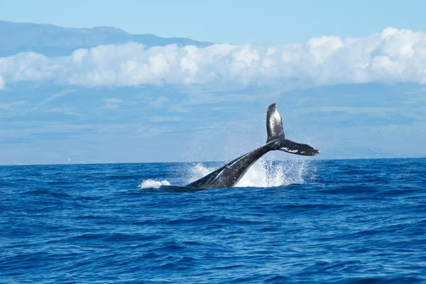 Image from Unsplash of a whale tail in the ocean.