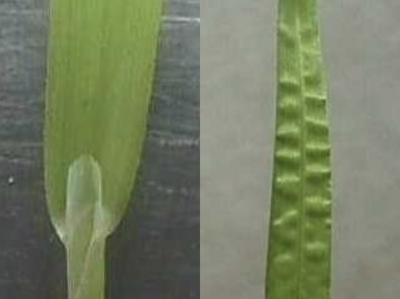 Photo of the leaves of the Annual Poa grass