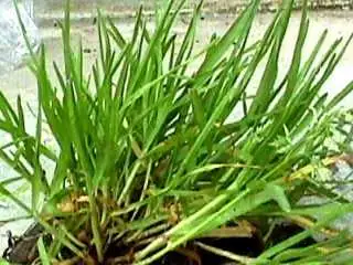 Photo of Annual Poa grass