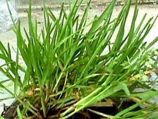 Photo of Annual Poa grass