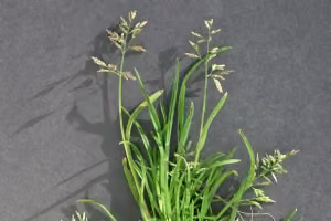 Annual poa weed