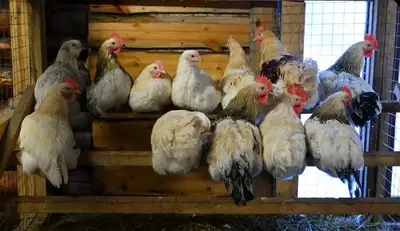 Chickens perching in a coop
