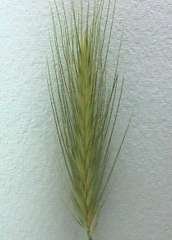 Photo of a Barley grass seedhead
