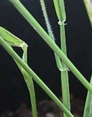 Photo of Barley grass stalks