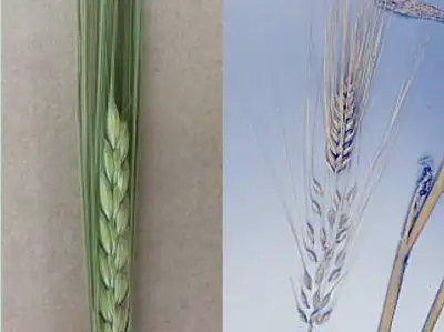 Photo of two-row barley seed-head (left) and six-row barley seed-head (right).