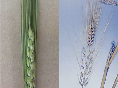 Photo of two-row barley seed-head (left) and six-row barley seed-head (right).