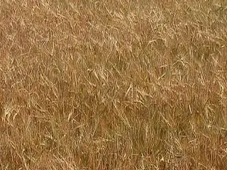 Photo of a barley crop