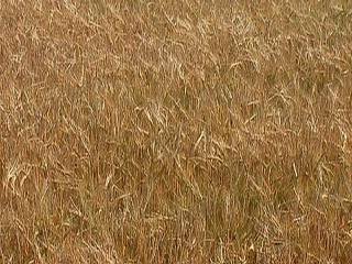 Photo of a barley crop