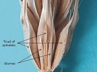 Photo of a six-row barley spike