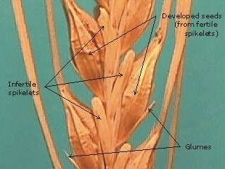 Photo of the side view of a two-row barley spikelet.