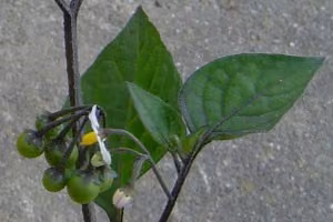 Black nightshade berries
