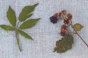 Blackberries on blackberry weed