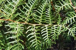 Close up of bracken weed