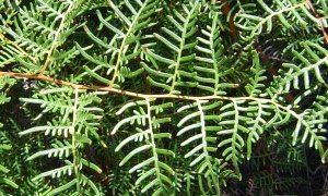 Close up of bracken weed